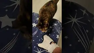 Кот наконец то полюбил вычесываться. Вот вам котя, отдохните от стартеров и генераторов