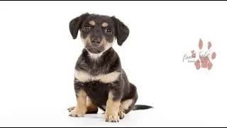Doggie Shoot