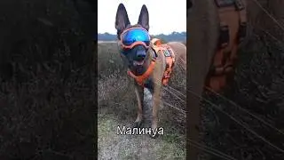 #дворняжка