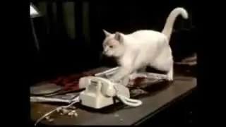 Ben Kemal Geliyorum Kedi Versiyon