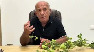 Ashot Ashotyan - Գայլուկ սովորական, քնաբեր միջոց բնական