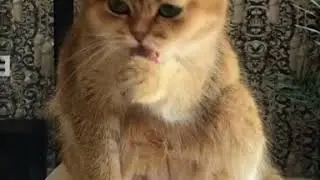 умывашки