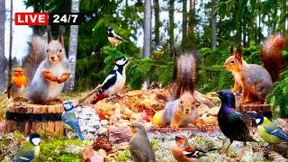 🔴 24/7 LIVE CAT TV NO ADS😺 Awesome Red Squirrels and Adorable Little Birds Forest Nut Party for All