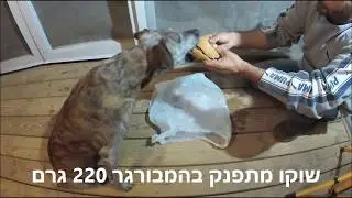שוקו מתפנק בהמבורגר 220 גרם