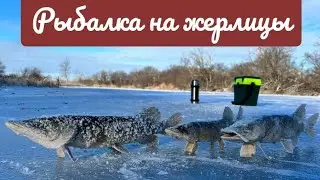 Сработки одна за одной ,  ловим щуку на жерлицы.