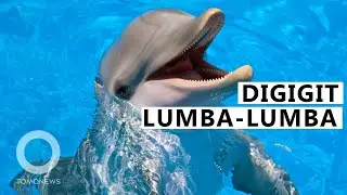 Serangan Lumba-Lumba: 2 Pengunjung Pantai Jepang Digigit Lumba-Lumba