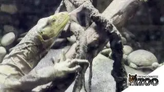 Butaan - Reptile House