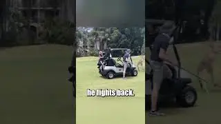Man VS Kangaroo