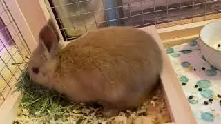 My rabbit a Long time a go