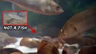 Mussel Pretends to be Bait to Catch BIG FISH!