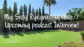 Perennial Ryegrass//Upcoming Podcast Interview!!!  #perennialryegrass #update