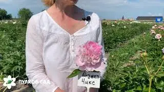 Angel Cheeks Peony. Pulkovo Garden