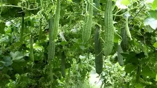 Cultivation of Ridge Gourd or Ribbed Gourd |பீர்க்கங்காய்|