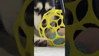 Making dog toys. 