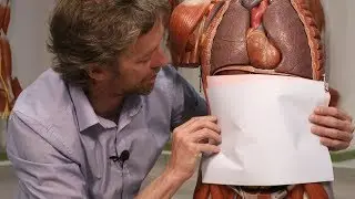 Arcuate line (linea semicircularis, Douglas' line, rectus sheath)