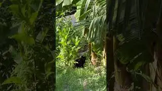 Сочинская Багира в джунглях#врекомендации#nature#song #travel #wildlife#cat #animals#funnyvideo
