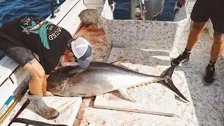 California Bluefin Tuna Madness
