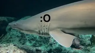 A visit to the aquarium