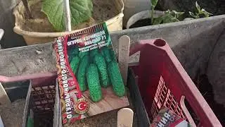 Про опыт с отсевом биогумуса на огурцах