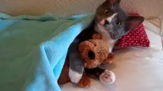 Кросавчик кот