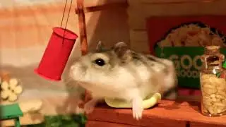 Hamster adventures, will she find treasures?