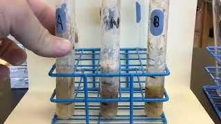 Catalase, Banana Lab