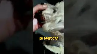 ESTE CHICO LE HIZO LO PEOR A SU PERRO #shorts