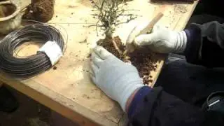 Bonsai 6