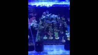 Premium Aquatics After Thanksgiving Sale
