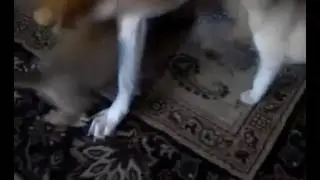 Monkey the three legged dog and the Foster Puppies - Ely and Friends