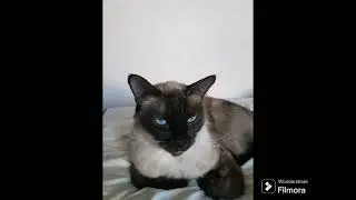 clocks and a cat
