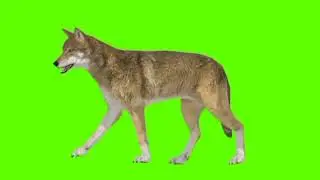 Green screen wolf video | wolf walking green screen