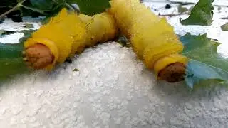 Гусеницы кушают, не мешайте