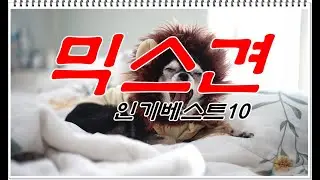 다른 순혈종을 곱한 '믹스견'은 최근 몇 년간 인기가 급등 중입니다.과거에는 순혈종의 그늘에 가려진 느낌도 있지만, 이제는 인기 견종 랭킹2위를 차지하기까지 했습니다.