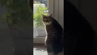 Il a voulu manger une guêpe..