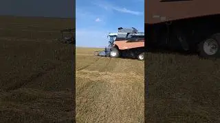 Уборка урожая 2024.