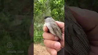 Karabaşlı ötleğen #kuş #bird