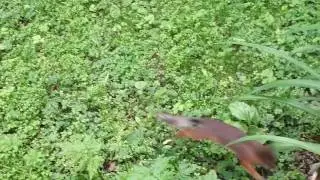 Веселая белка на Елагином острове.