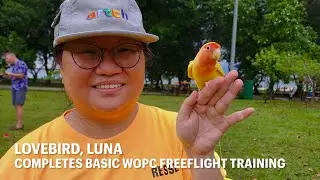 WOPC Member’s Lovebird Completes Basic Freeflight Training