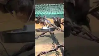 Bat,bats,bats