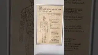 Discover Wellness with Your CBD Store!