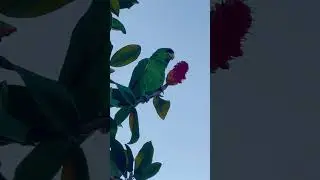 Coronado Parrot