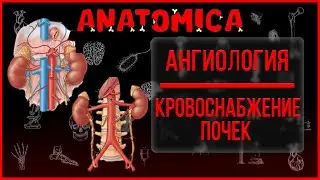 Артерии почек и надпочечников / Почечные артерии / Ангиология
