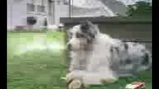dog in love