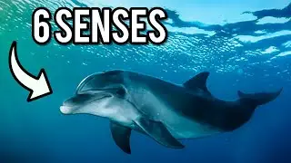 10 Things You Didn't Know About Dolphins