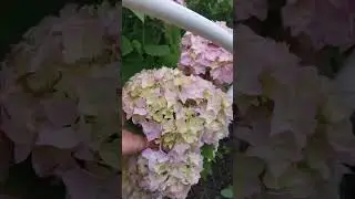 #shorts Шикарное цветение крупнолистной гортензии, которая растет в грунте 20 лет на Южном Урале!