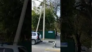 В Геленджике бамбук растет во дворах домов