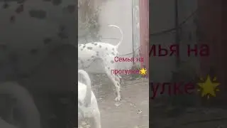#щенкиспитомника