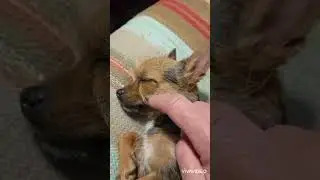 Чишка спит.... #собака #чихуавдоме #чишкамалышка