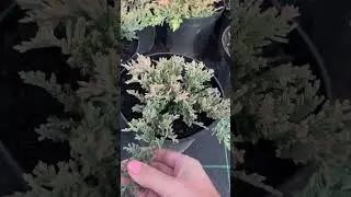 Голден Карпет 950₽(под заказ) 